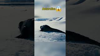 THIS IS REAL antarctica monster mystery [upl. by Pain]