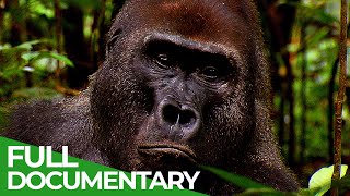 Go Ape  The Fascinating World of Primates  Free Documentary Nature [upl. by Sisxela]