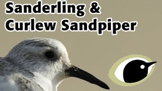 BTO Bird ID  Sanderling amp Curlew Sandpiper [upl. by Akapol]