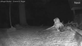 Great Horned Owl taking skunk [upl. by Enneyehc]