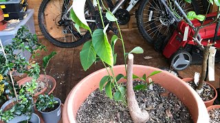 Cherimoya recovery update on my large seed grown plant that was killed back to the ground [upl. by Ainala]