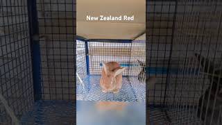 Rabbit Farming In Zimbabwe New Zealand Red Breed [upl. by Pollak]