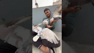 3 Ek Sath Hath par kabutar trending bird shorts pigeon [upl. by Raddatz282]