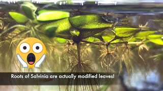 Salvinia  Easy Floating Plant 1080p HD [upl. by Leonora739]