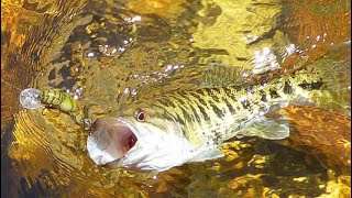 Chattooga River Redeye Bass [upl. by Jean-Claude]