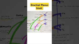 Brachial Plaxus short note anatomy bhms trending [upl. by Esilana]