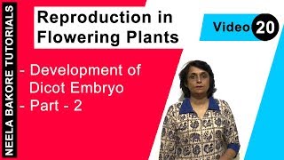 Reproduction in Flowering Plants  NEET  Development of Dicot Embryo  Part 2  Neela Bakore [upl. by Gupta]