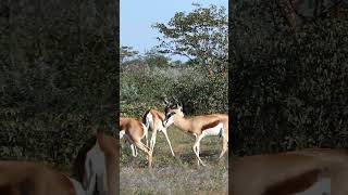 Springbok Antelope in Namibia shorts [upl. by Iahc394]