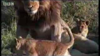 A lion pride  introducing daddy to the cubs  BBC wildlife [upl. by Arhoz]