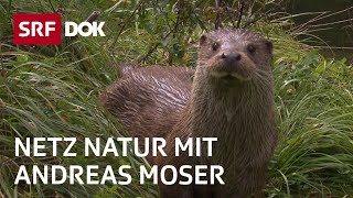 Fischotter in der Schweiz  NETZ NATUR mit Andreas Moser  DOK  SRF Wissen [upl. by Moht568]