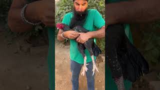 aseel murga ko injection kasa lghayaviral aseel hjvlogsjammu youtubeshorts shorts animals [upl. by Roane613]