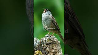 Goldencrowned Sparrow Singing [upl. by Leakcim]