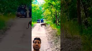 Shikar karte huye tiger tiger forest animals automobile jungle tiger nature [upl. by Harry]