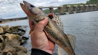 Fishing two different dams on the Ohio River and the sauger bite was HOT [upl. by Einnaffit670]