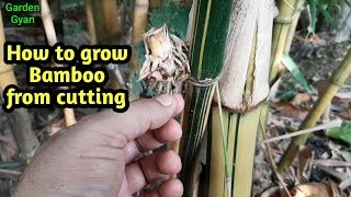 Vegetative Propagation of Bamboo by cutingsबाँस की कलम कैसे लगाएँHow to Grow Golden Bamboo [upl. by Myrwyn]