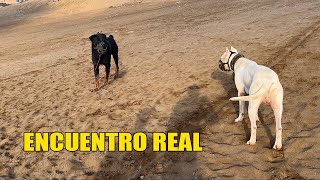 DOGO ARGENTINO Encuentro con ROTTWEILER 🐶😲 [upl. by Ennasil504]