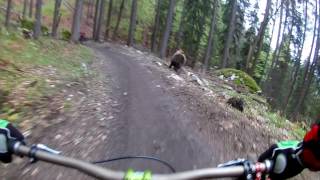 Bear on the Bikepark  SLOW MOTION  Malino Brdo SLOVAKIA [upl. by Boys]