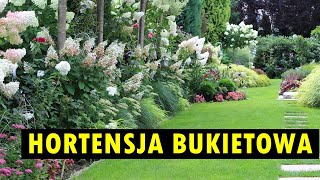 Hortensja bukietowa – klasyczne i mniej znane odmiany [upl. by Bette]