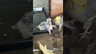 Cockatiel chick❣️happy birds cockatiels birdschicks love pets [upl. by Airahs]