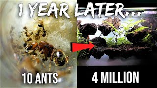 My Pet Fire Ant Colony 1 Year Later Road to 4 Million [upl. by Fadil]