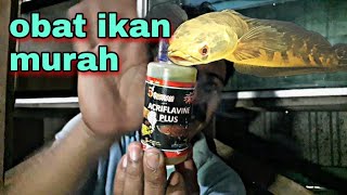 obat acriflavine buat karantiana channa maru luka dan jamuran [upl. by Natlus]