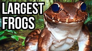 8 Of The Largest Frogs In The World [upl. by Ecinej]