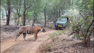 ranthambhore National Park ranthambhoretiger [upl. by Forest]