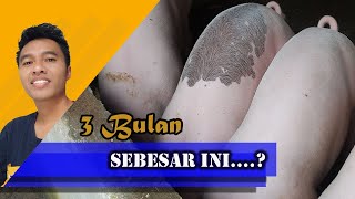 NYATA Peternak Babi Beginilah Umur Babi 3 Bulan Kalender PART 2 [upl. by Arlena]