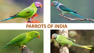 Parrots of India 🦜 🇮🇳  Parakeets  Birds  Indian Birds [upl. by Aivirt]