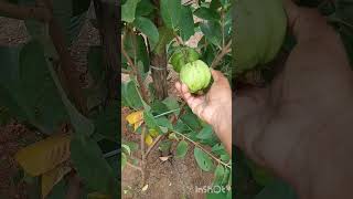 🌿🍅இன்றைய அறுவடை my garden video vegetable harvesting shorts video short speed [upl. by Hamilah301]