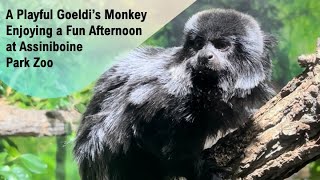 A Playful Goeldi’s Monkey Enjoying a Fun Afternoonat Assiniboine Park Zoo papaatthezoo [upl. by Ahsaei]