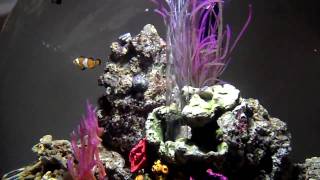 BiOrb 60 Marine Tank with Clown Fish [upl. by Snider]