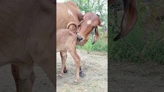 top quality gir cow first lactation milking by hand for sel 7568690962 [upl. by Amatruda]