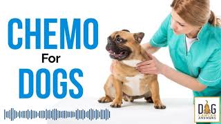 Chemotherapy for Dogs Demystified  Dr Sue Ettinger Deep Dive [upl. by Idihsar]