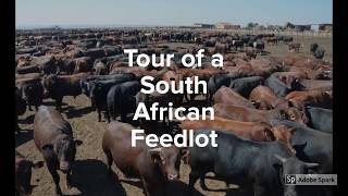 Tour of a South African Feedlot [upl. by Janifer278]