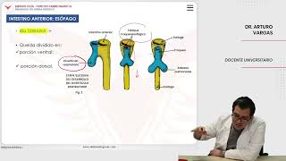 Embriología Desarrollo del sistema digestivo Intestino anterior esófago [upl. by Silra7]