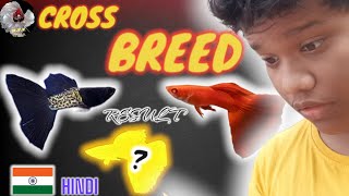 GUPPY FISH CROOS BREED IN INDIA 🇮🇳100GENUINE RESULT 🇮🇳♥️😎 [upl. by Erastes]