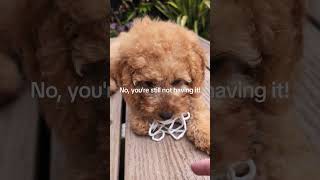 Playful cavapoo puppy ♥️ [upl. by Folly]