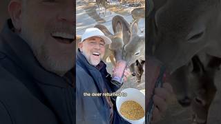 Becoming the deer herd’s free food supplyshorts animals deer fawn cute [upl. by Waynant]