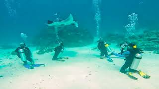 Scuba Diving with Manta Rays in Maldives  Veligandu Island [upl. by Demott694]