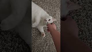 maizy is torn between playtime and pet time cat [upl. by Lanie]