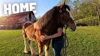 Abandoned Clydesdale Filly’s FIRST DAY HOME [upl. by Yelserp607]