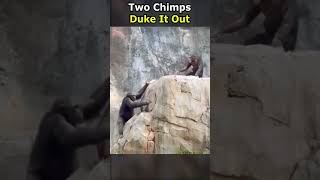 Two Chimps Duke It Out animals [upl. by Ishmael558]