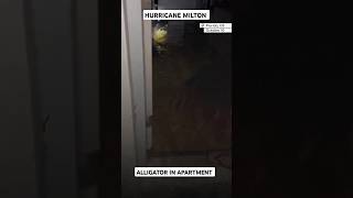 Alligator found in Florida apartment amid Hurricane Milton [upl. by Boycey]