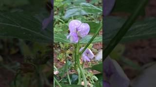 4K footage cowpea vegetable flower cowpea [upl. by Disharoon]