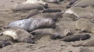 Piedras Blancas Elephant Seals Jan 30 2024 [upl. by Ailaham]