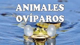 Animales ovíparos y sus características [upl. by Caralie582]