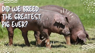 Duroc Pigs The Hog that Checks Every Box [upl. by Bathilda]