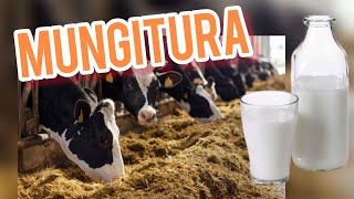 LATTE “come funziona la mungitura” massimo rispetto per gli animali 🐄 [upl. by Anaizit]