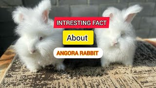 Angora Rabbit Top 10 Facts  rabbit fact angorarabbit [upl. by Adeehsar]